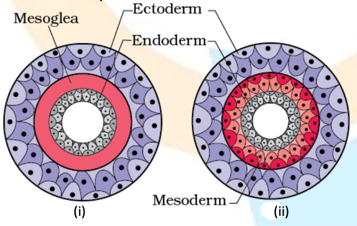 Question diagram
