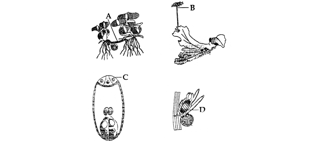 Question diagram
