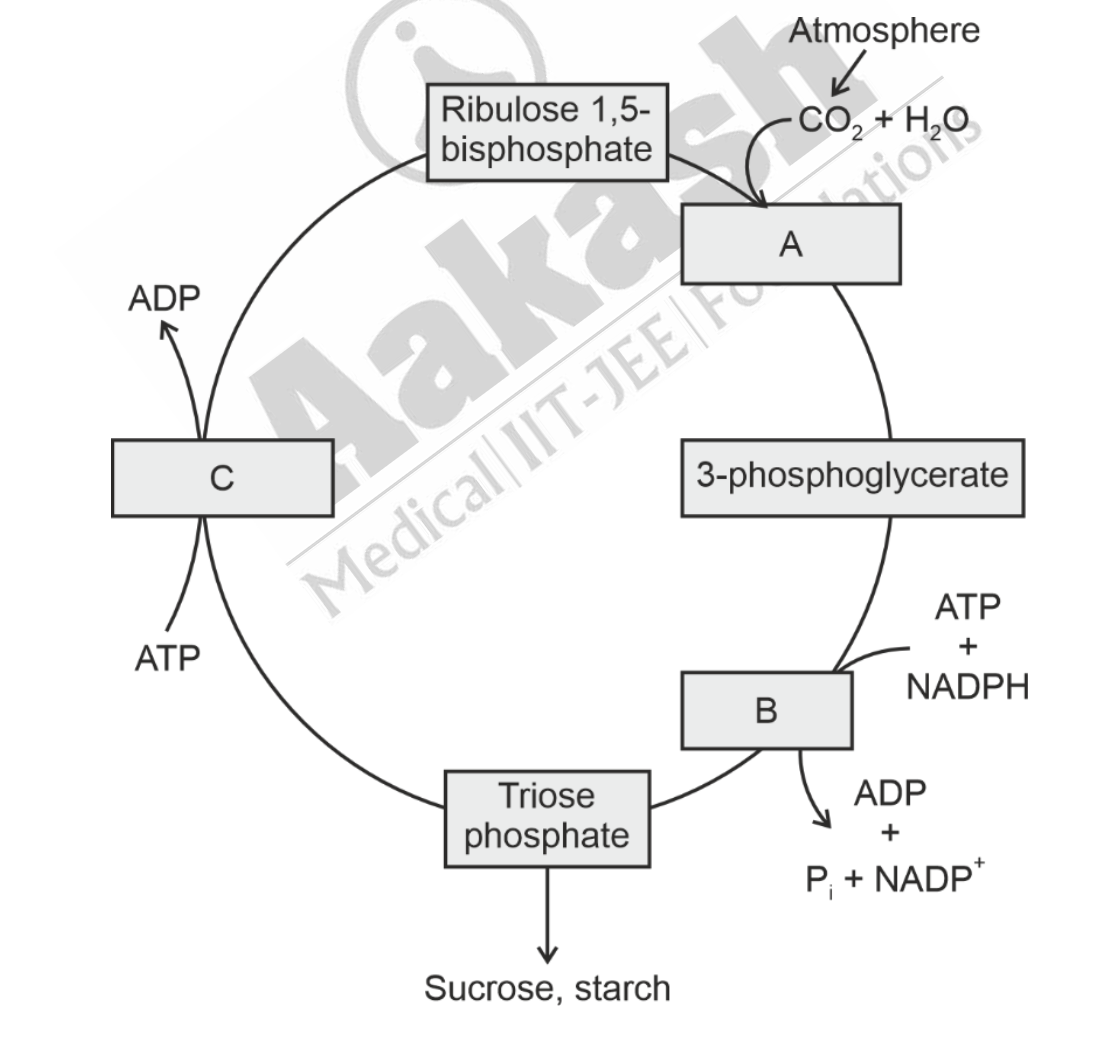 Question diagram