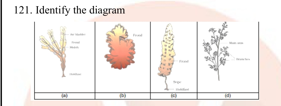 Question diagram