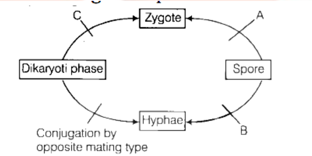 Question diagram