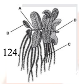 Question diagram