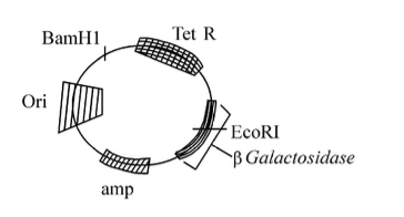 Question diagram
