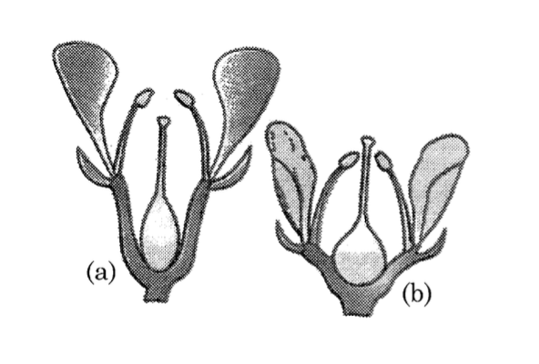 Question diagram