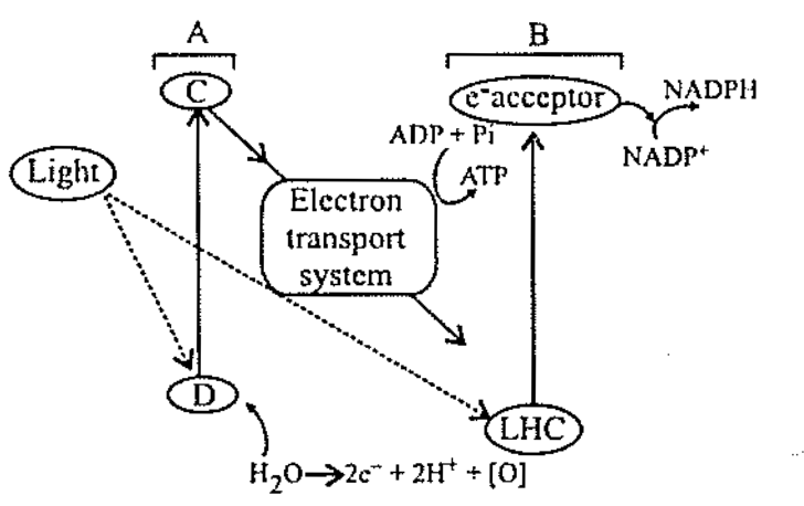 Question diagram