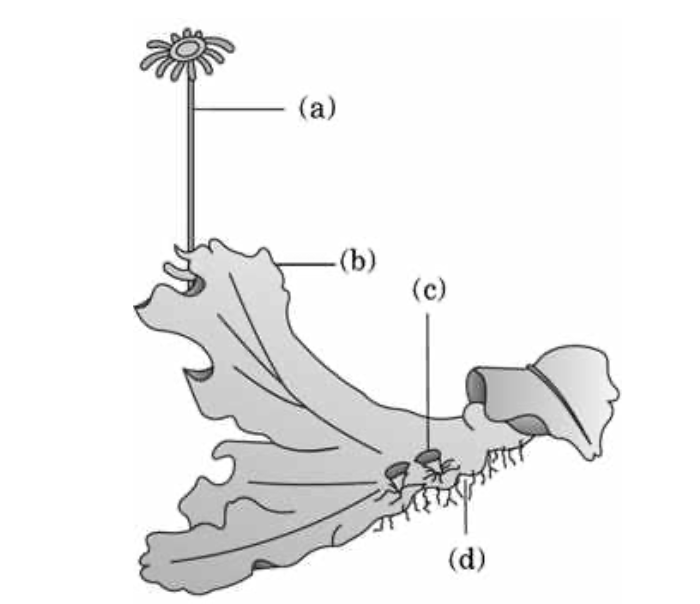 Question diagram