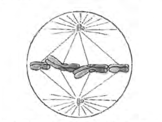 Question diagram