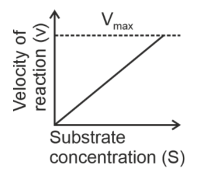 Option B