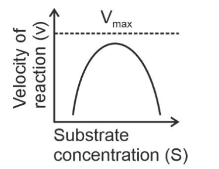 Option C