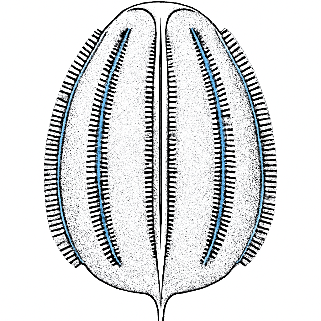 Question diagram