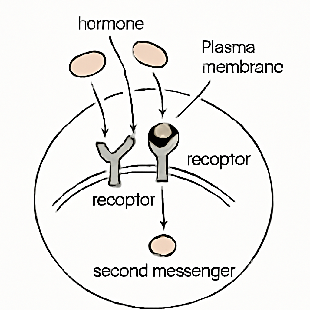 Question diagram