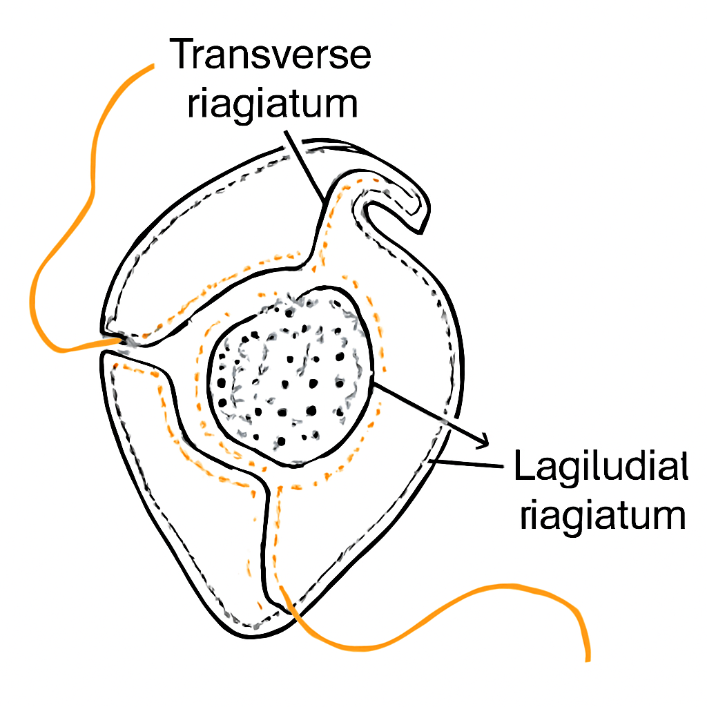 Question diagram