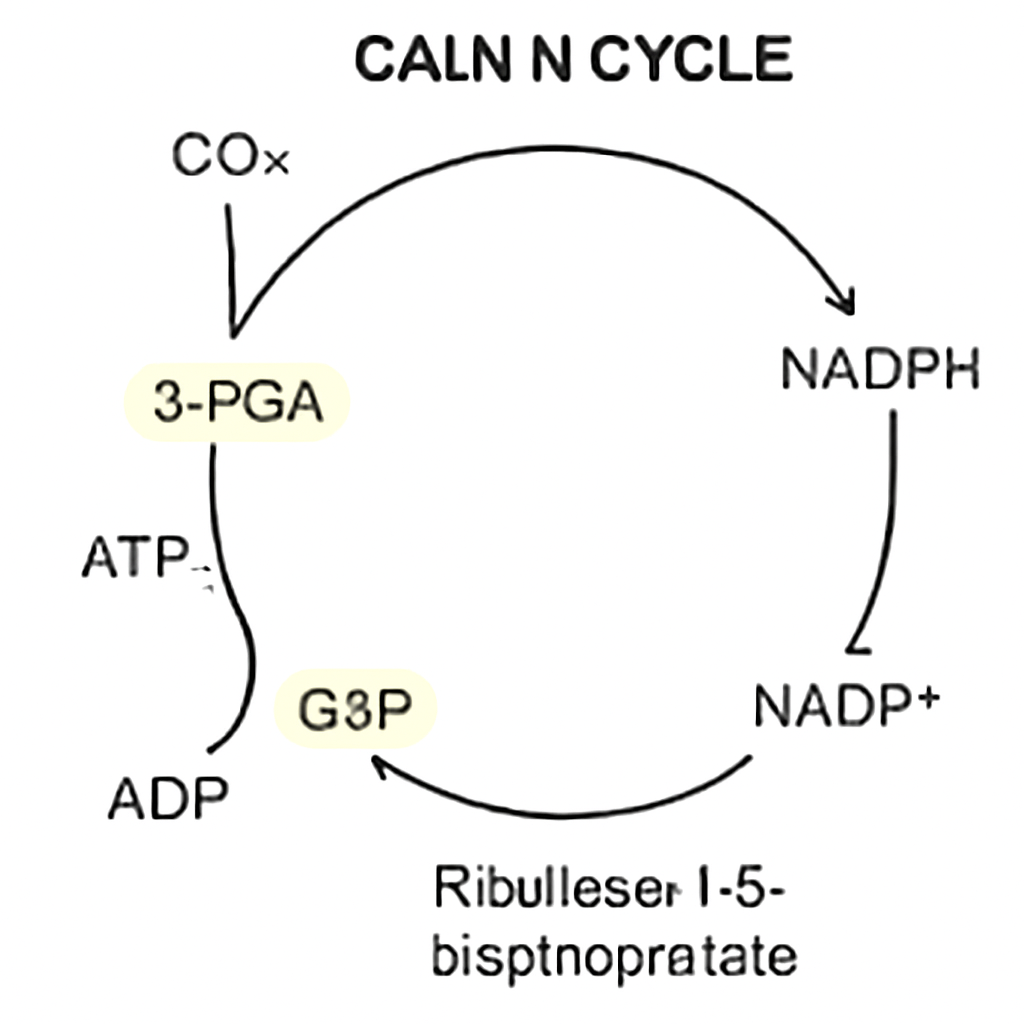 Question diagram