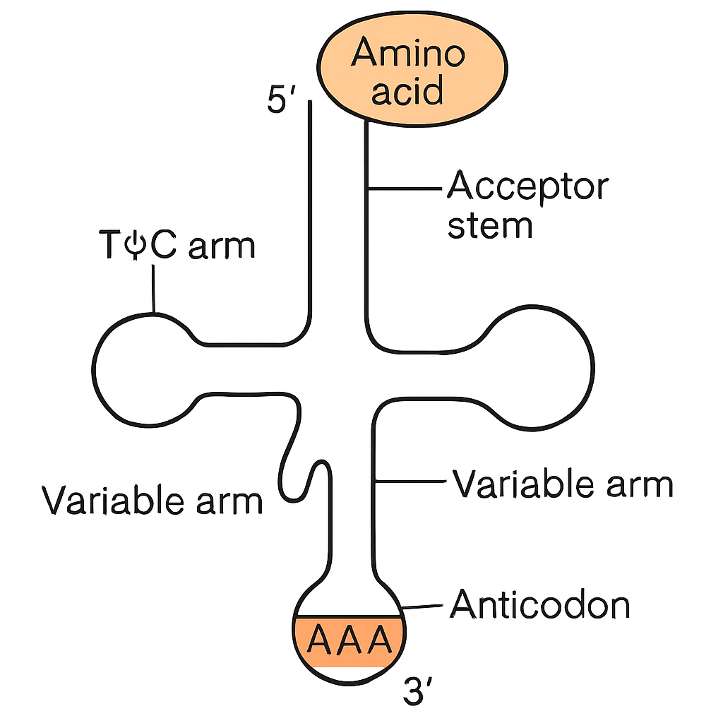 Question diagram